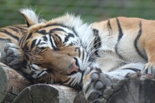 Missa inte Tiger Territory på London Zoo