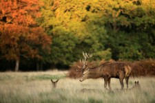 Bara två av de 650 rådjur som lever i Richmond Park