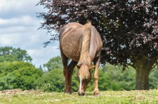 Besök New Forest, se vackra hästar och upplev naturen