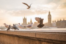 Fåglar vid Themsen i London