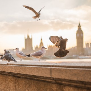 Fåglar vid Themsen i London