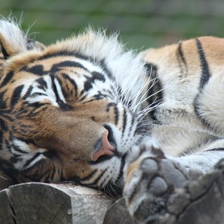 Missa inte Tiger Territory på London Zoo