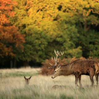 Bara två av de 650 rådjur som lever i Richmond Park