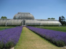 I Kew Gardens Palm House känns det som om du går runt i regnskogen