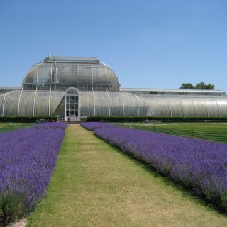 I Kew Gardens Palm House känns det som om du går runt i regnskogen