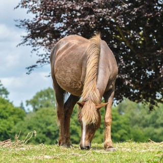 Besök New Forest, se vackra hästar och upplev naturen