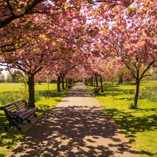Njut av ett blommande London i sommar!