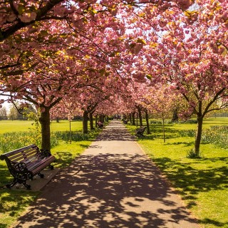 Njut av ett blommande London i sommar!