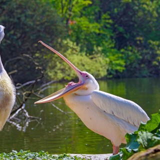 Upptäck pelikanerna i St James’s Park